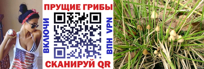 Псилоцибиновые грибы GOLDEN TEACHER  сколько стоит  omg ONION  Богданович 